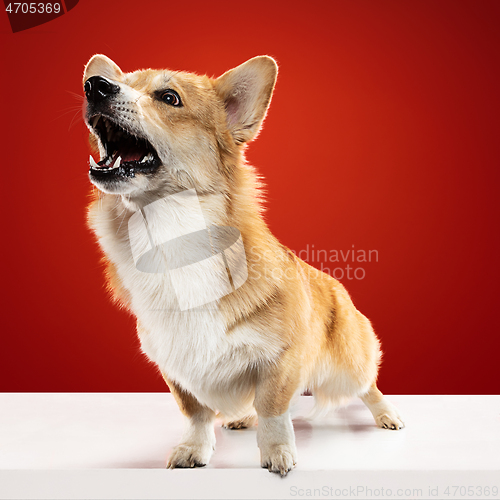 Image of Studio shot of welsh corgi pembroke playing