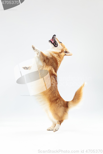 Image of Studio shot of welsh corgi pembroke playing