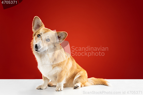 Image of Studio shot of welsh corgi pembroke playing