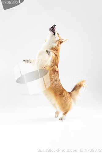 Image of Studio shot of welsh corgi pembroke playing