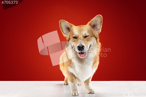 Image of Studio shot of welsh corgi pembroke playing