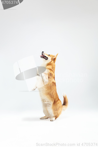 Image of Studio shot of welsh corgi pembroke playing