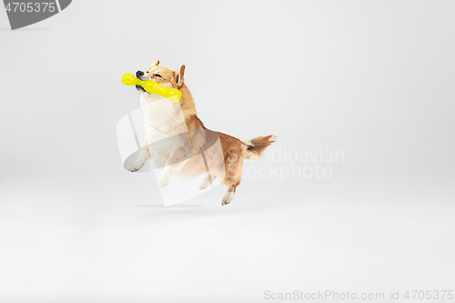 Image of Studio shot of welsh corgi pembroke playing