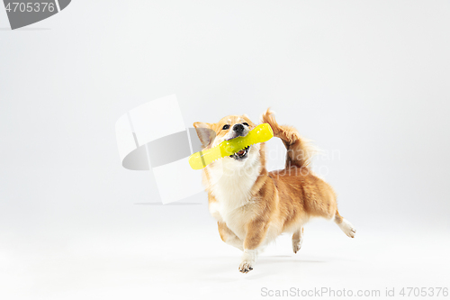 Image of Studio shot of welsh corgi pembroke playing