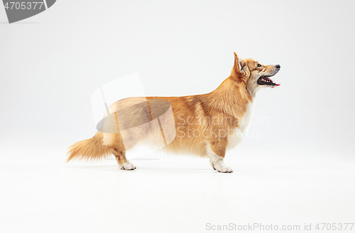 Image of Studio shot of welsh corgi pembroke playing