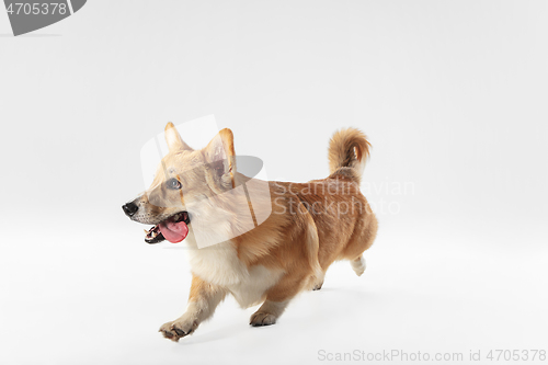 Image of Studio shot of welsh corgi pembroke playing