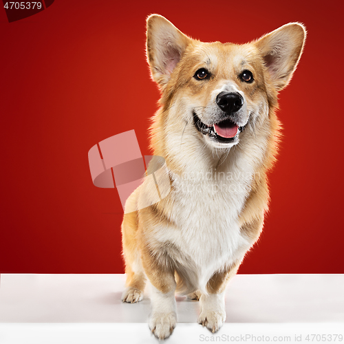 Image of Studio shot of welsh corgi pembroke playing