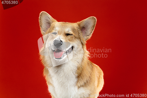 Image of Studio shot of welsh corgi pembroke playing