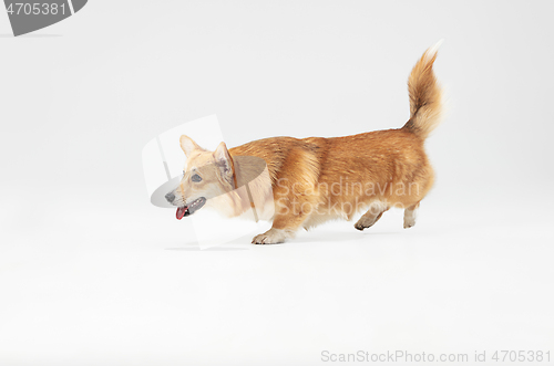 Image of Studio shot of welsh corgi pembroke playing