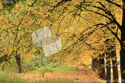 Image of Autumn