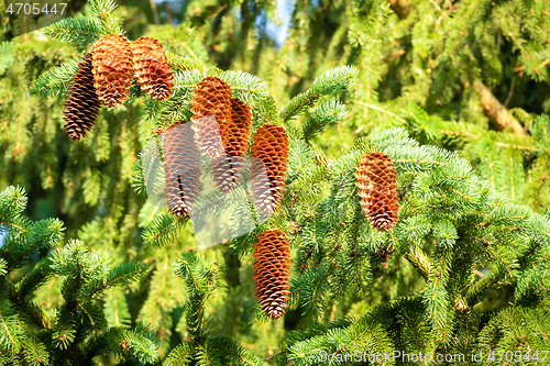 Image of Pine cones on the tree