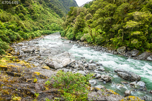 Image of a typical forest with stream in New Zealand