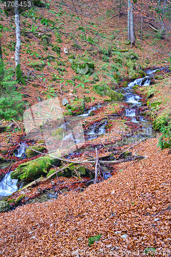 Image of Mountain brook in forest