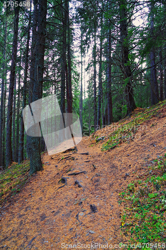 Image of Hiking path in coniferous forest