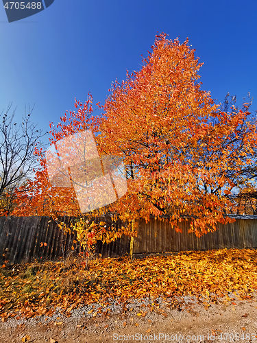 Image of Beautiful colored leaves against blue sky