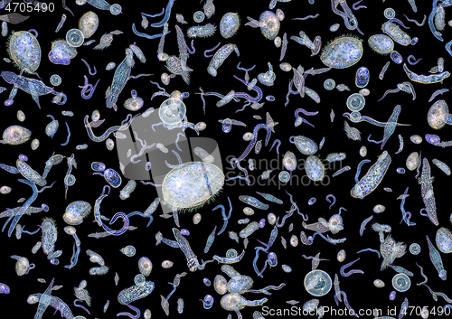 Image of lots of various microorganisms