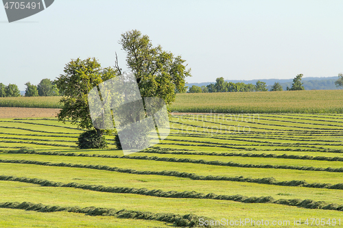 Image of meadow with fruit trees