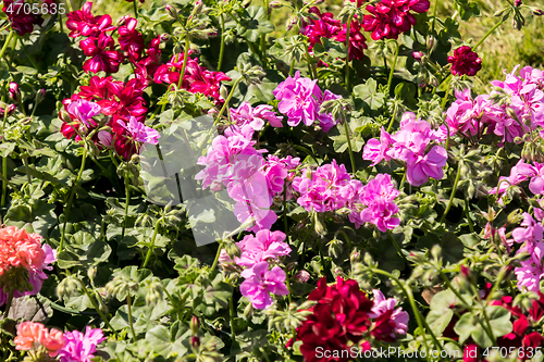 Image of flowering geraniums in a spring flower market