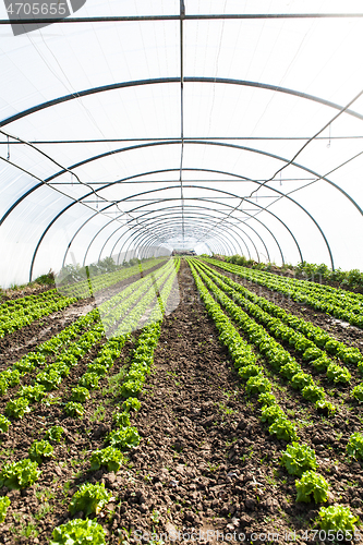 Image of culture of organic salad in greenhouses