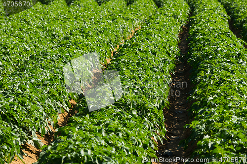 Image of Large potato field with potato plants planted in nice straight rows