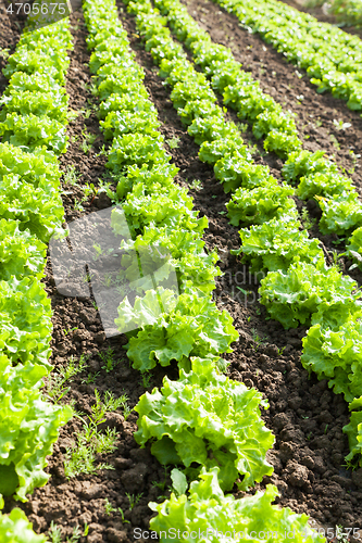 Image of culture of organic salad in greenhouses