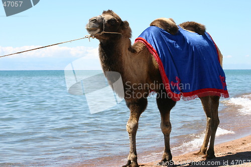 Image of camel near the lake