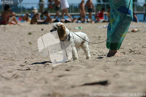Image of dog on the beach