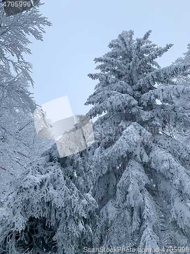 Image of Winter forest covered by snow