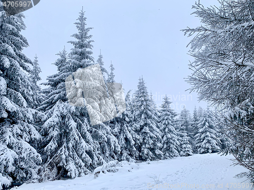 Image of Winter forest covered by snow