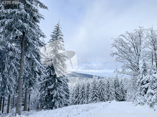 Image of Winter forest covered by snow