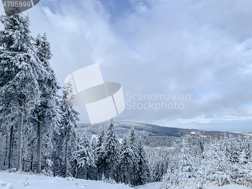 Image of Winter forest covered by snow