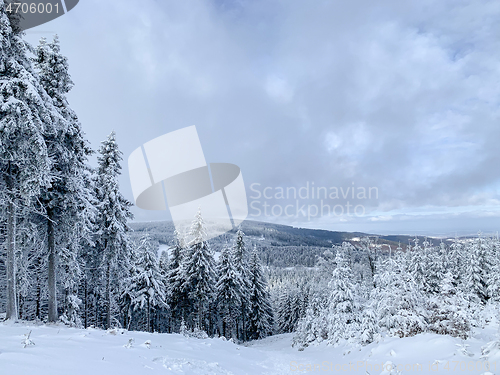 Image of Winter forest covered by snow