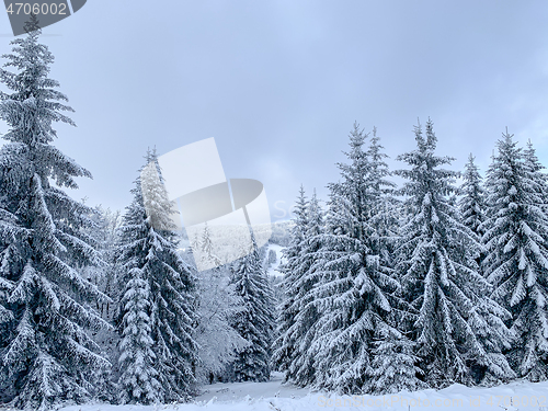 Image of Winter forest covered by snow