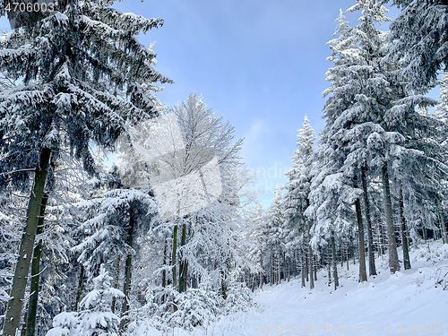 Image of Winter forest covered by snow