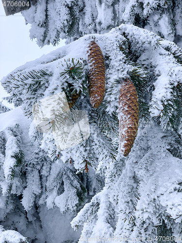 Image of Winter forest covered by snow