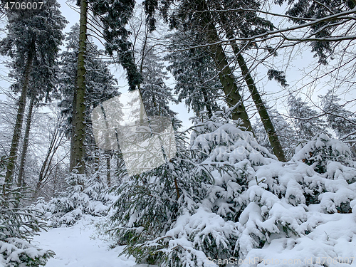 Image of Winter forest covered by snow