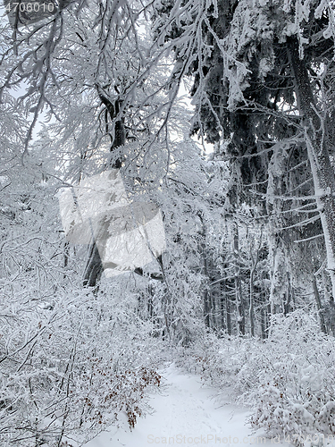 Image of Winter forest covered by snow