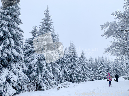 Image of Family in winter forest