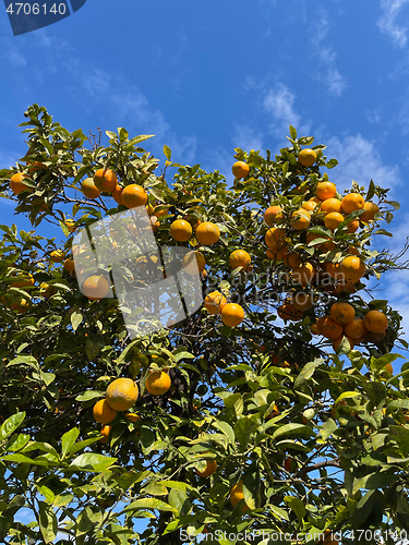 Image of Citrus tree with ripe oranges in the orchard