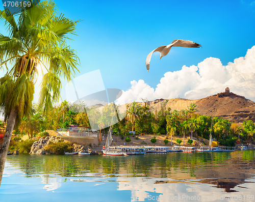 Image of Palm and nile river