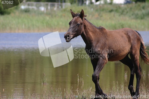 Image of Running horse