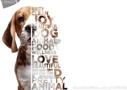 Image of Beauty dog face portrait