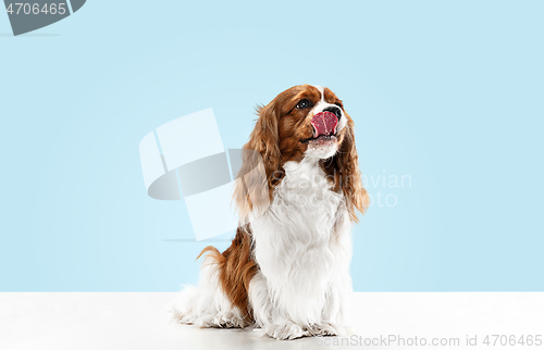 Image of Spaniel is sitting on the blue background