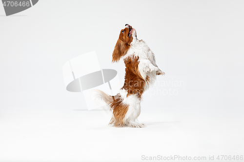 Image of Spaniel is playing on the white background