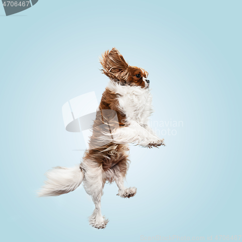 Image of Spaniel is sitting on the blue background