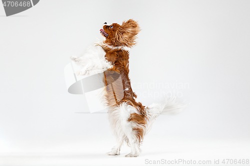 Image of Spaniel is playing on the white background