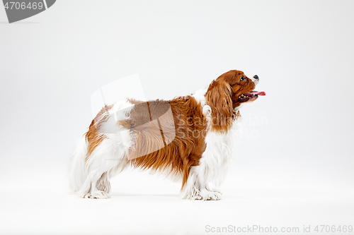 Image of Spaniel is playing on the white background