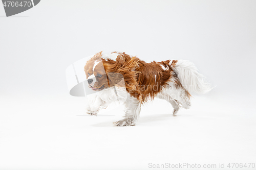 Image of Spaniel is playing on the white background