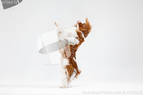 Image of Spaniel is playing on the white background