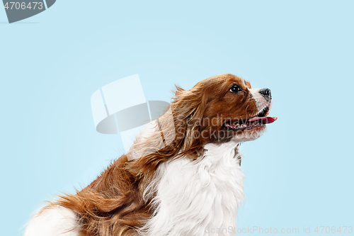 Image of Spaniel is sitting on the blue background